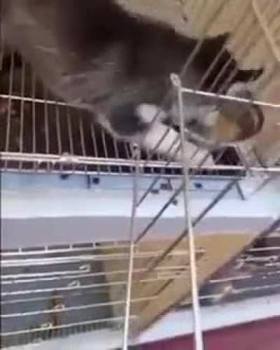 Hungry boi