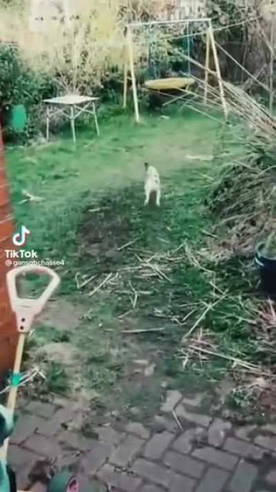 All bark no bite