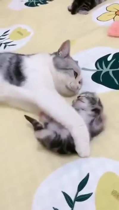 Mommy Cat Hugs Baby Kitten Having a Nightmare