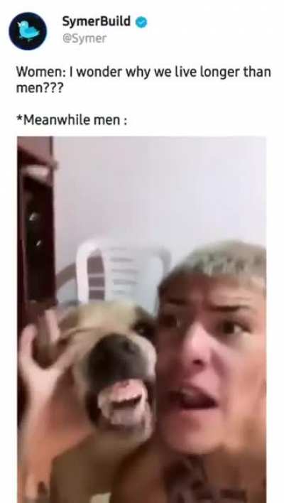 dog - box