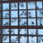 These bugs are actually what dancing looks like from underneath a glass floor! (STC in San Fransisco).