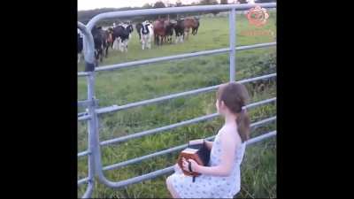 Cows love music. Doesn't this prove story of lord Krishna attracting cows by flute music? One more evidence of existence of lord Krishna