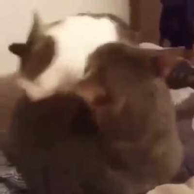 Bad kitty