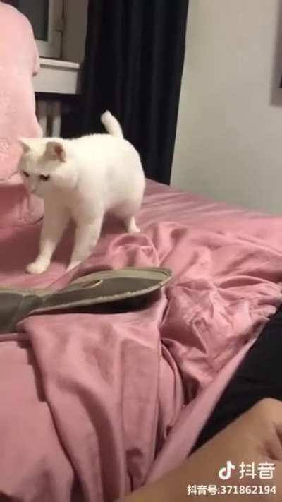 Cats and Beatboxing
