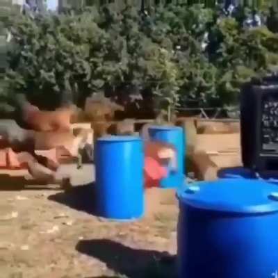 Тренируем собачек