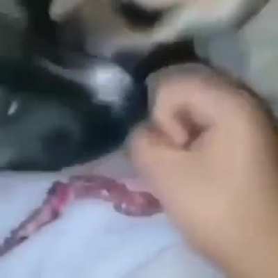 Awn