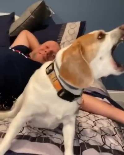 dog