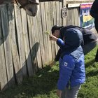 Feeding the horse.