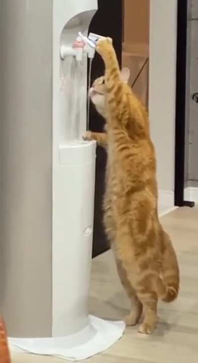 cat - Video #6088
