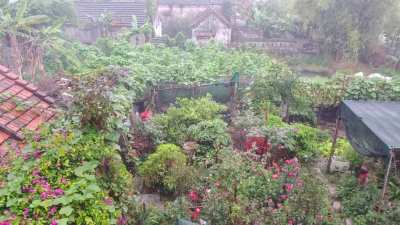 Rain in an Asian garden