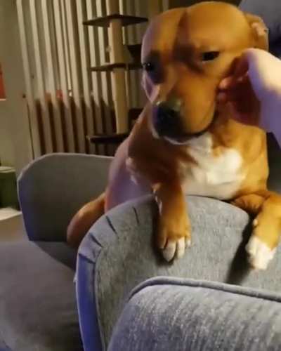 Excuse me, but could I trouble you for a couple pets?