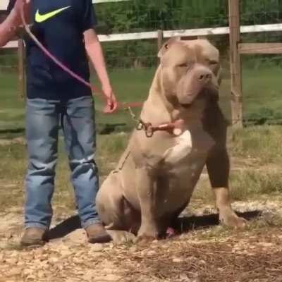 Tank of a pitbull!