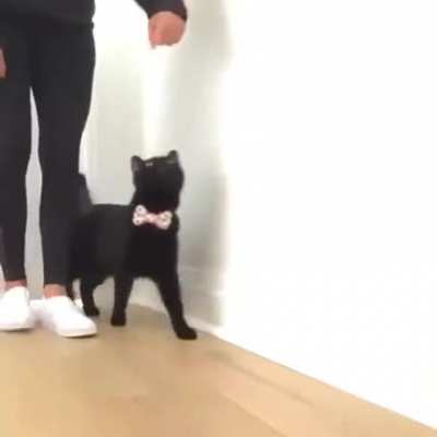 This smart kitty would like to show you what he's learned