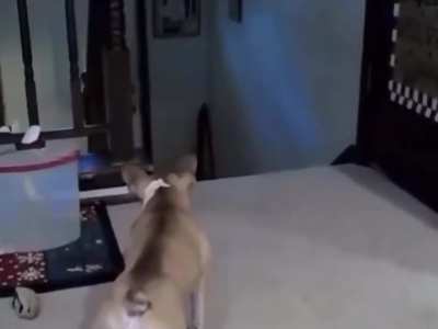What the dog doin'