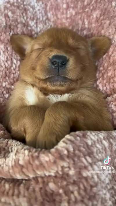 Here. Have a sleepy puppy!