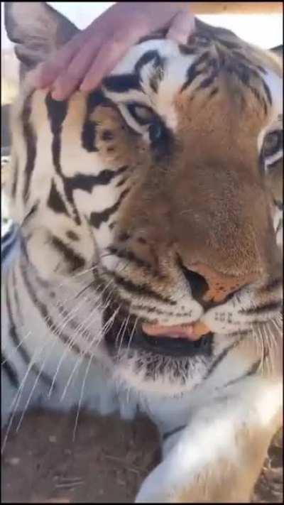 Котик