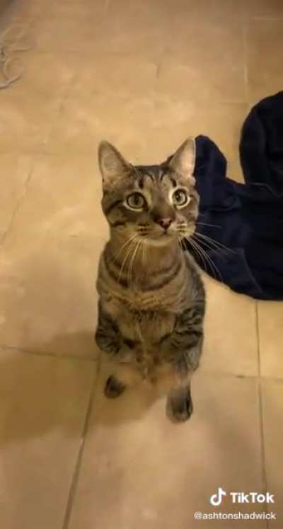 Cat.