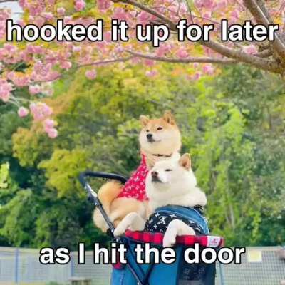 doge chillin