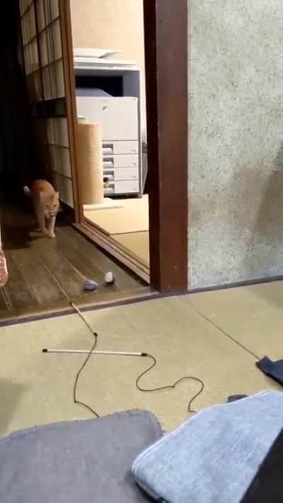 Let's play Hooman!