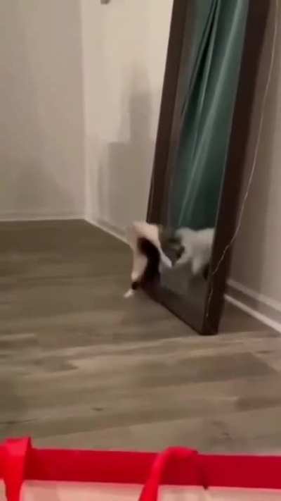 The Tango cat