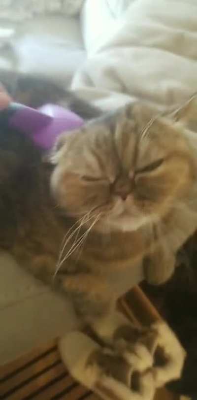 Fluffy derp