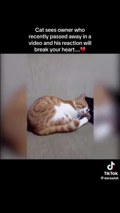Sad cat