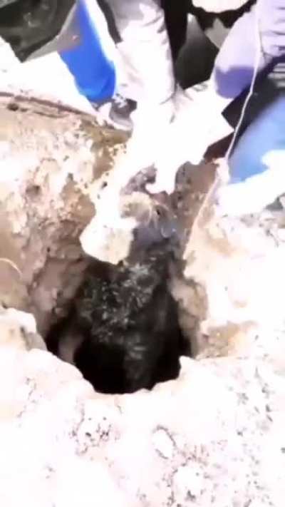 dog rescue