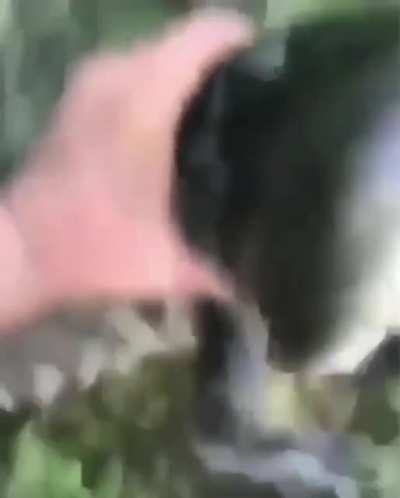 later gator?