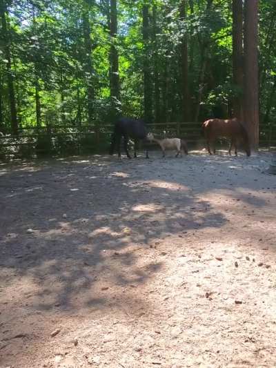 Vid from this summer, mini being pushy with our WB (neutral good vs chaotic evil)