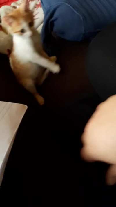 My cat attacking me