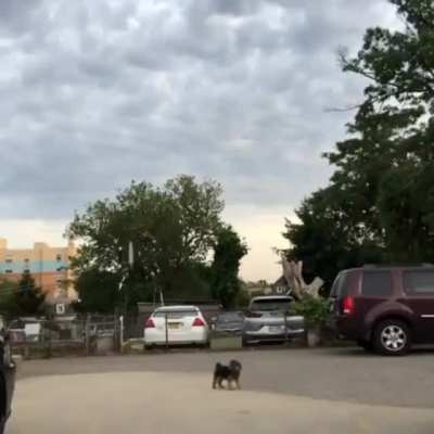 Run in opposite directions to see who your dog loves more