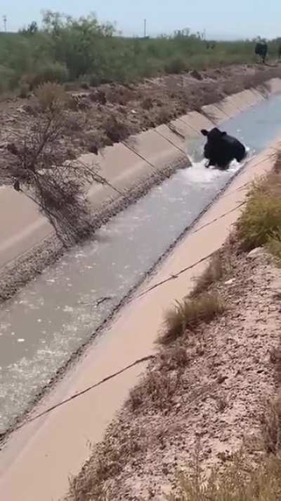 Just a weird fish