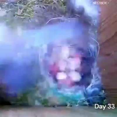 Tiny birds incredible breeding cycle from egg to flight