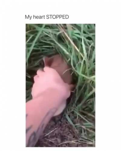Squeak squeak