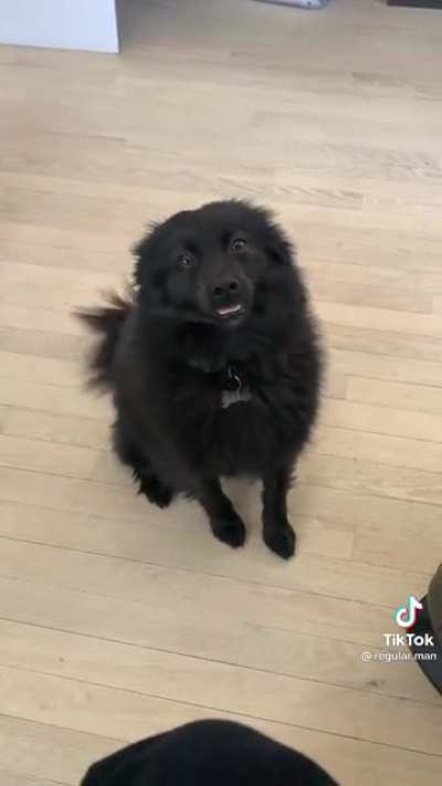 Give that dog a snack