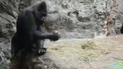 Gorilla