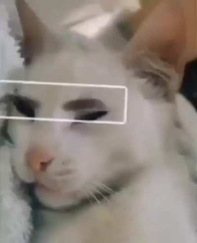 gigacat