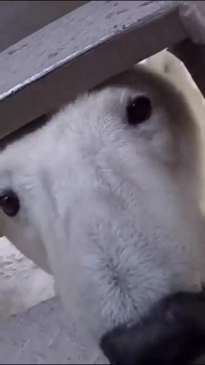 Feddy fabear 