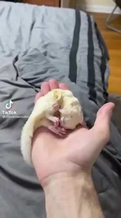 Sugar screamer