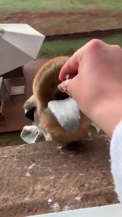 Попро<wbr>шайка