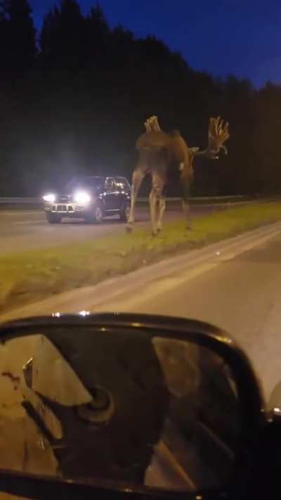 Moose are bigger than you think