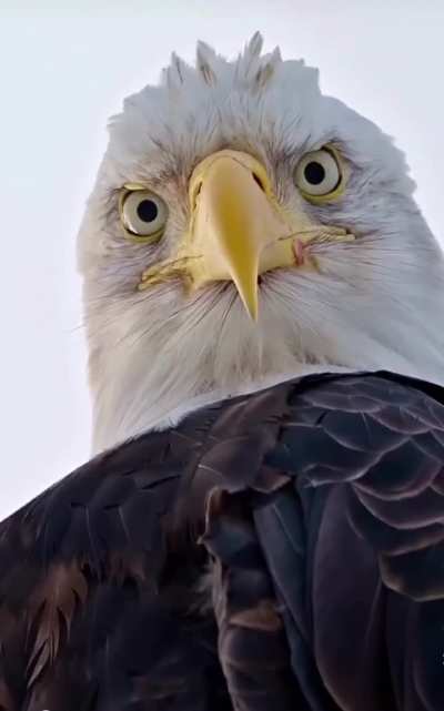 When an alpha predator takes an interest in you