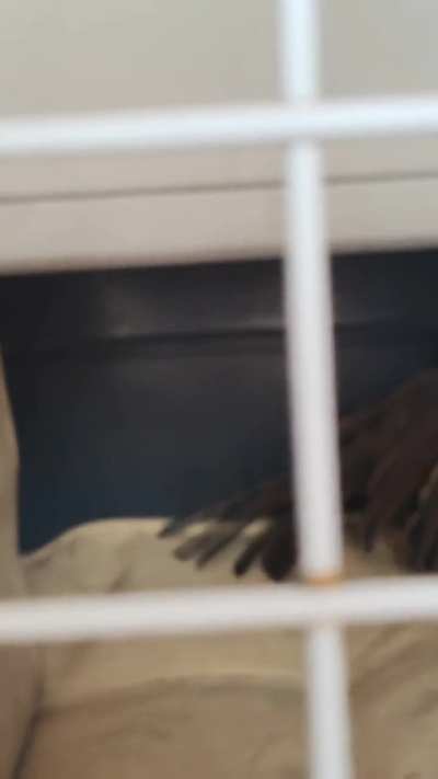 Rescatamos un zorzal colorado, que procede? 🐦