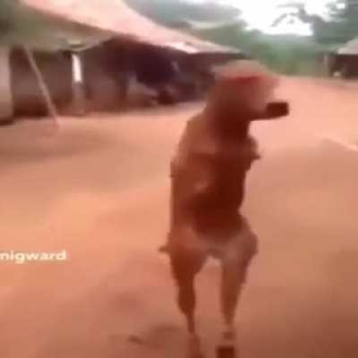 Cursed_Cow
