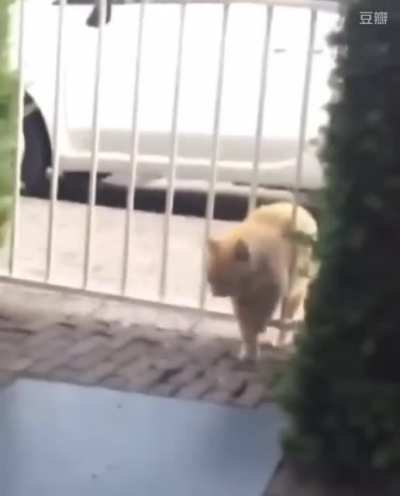 Cat rage at fat ass