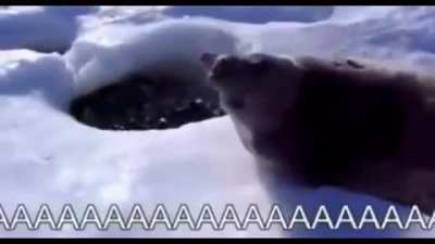 Seal