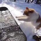 sure you're a sk8r boi but are you this awesome and cool?