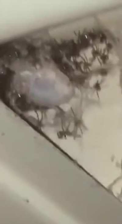 Shelob in her earlier years