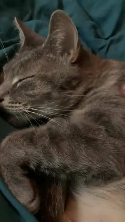 Such loud squeaky purrs from such a little sleepy girl.