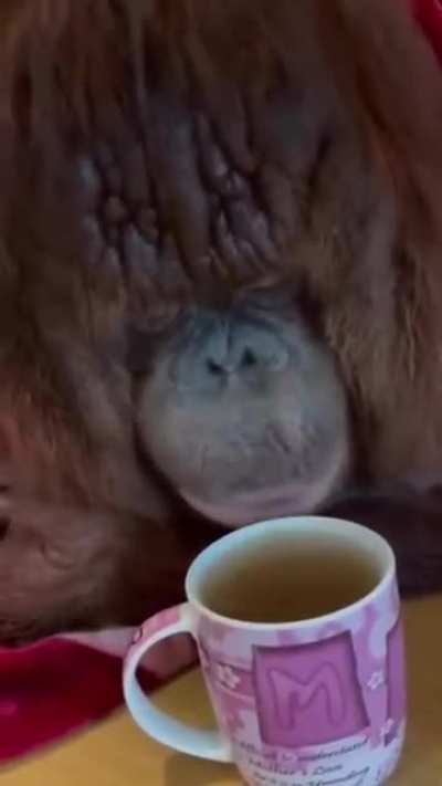Orangutan sipping and blowing on a cup of tea to cool it down